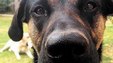 Las temperaturas corporal alta puede complciar la vida del animal