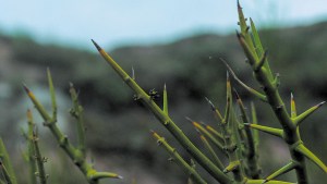 Plantas autóctonas: Matasebo, la popular especie de la región que se confunde con el Alpataco