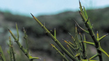 El matasebo forma parte del “jarillal”, la comunidad clímax en la zona de Monte que ocupamos en el Alto Valle de Río Negro y Neuquén. (Foto: Julieta Mantellini)