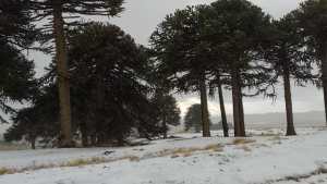 Primeros Pinos se cubrió de nieve en un domingo de frío y lluvia en la región