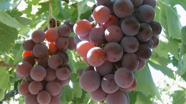 La preciada variedad Red Globe, que hoy robaban varios sujetos en una chacra de Guerrico.