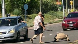 Encontraron hogar para una tortuga de 65 kilos rescatada cuando deambulaba en plena calle
