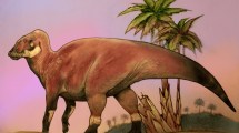 Imagen de Identificaron una nueva especie de dinosaurio «pico de pato» en Río Negro