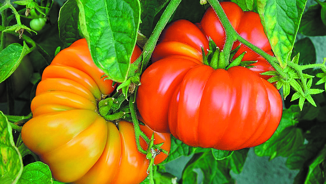Desde la textura al sabor, la experiencia de comer un tomate reliquia es completamente distinta a lo que nos hemos acostumbrado.