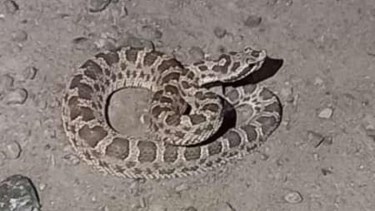 Anoche encontraron una yarará en Regina. Foto: gentileza