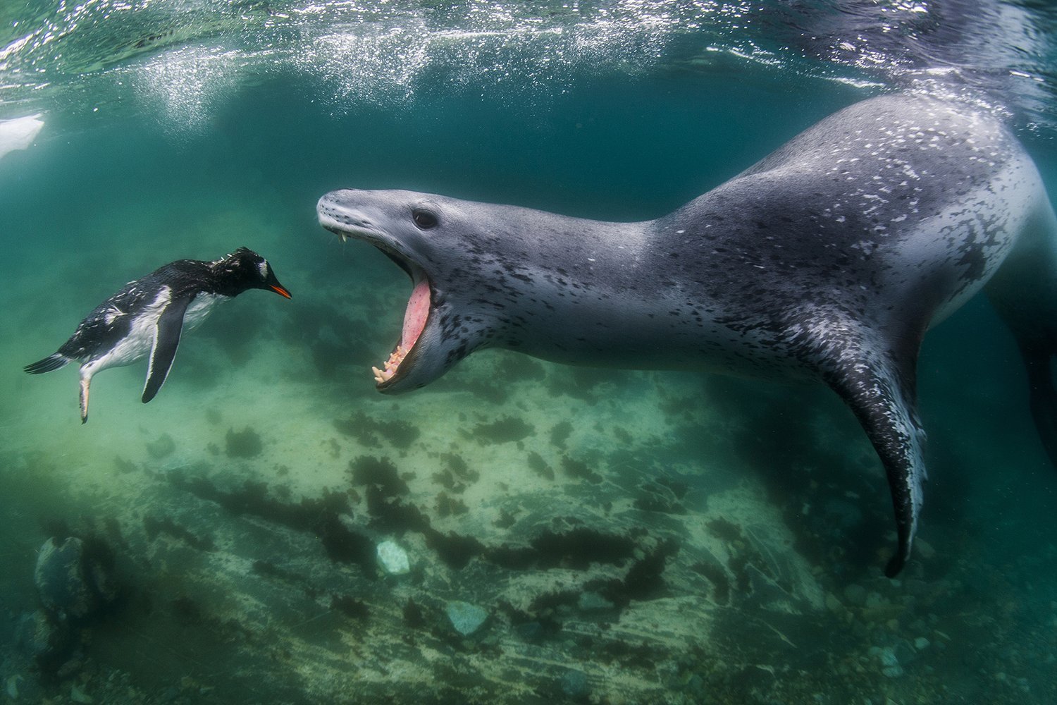 Frente a la realidad, foca leopardo y pingüino, ganador de oro, categoría de mamíferos de comportamiento y ganador general. FOTO: AMOS NACHOUM, EE. UU. - WNPA
