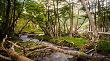 Imagen de Concurso Voy Verano en Patagonia: las nuevas finalistas