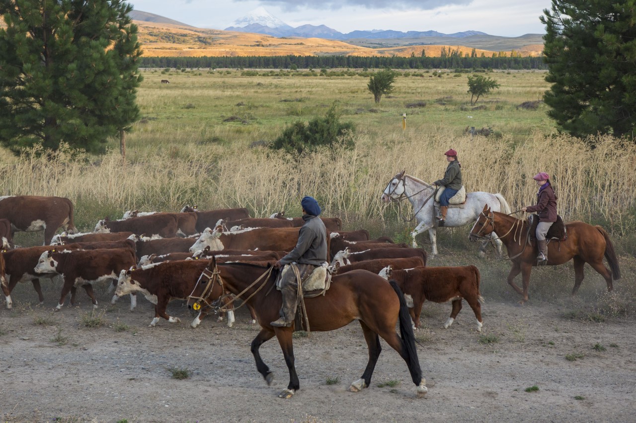 En marzo comienza la trashumancia y se extenderá durante abril hacia la invernada. Fotos Patricio Rodríguez.