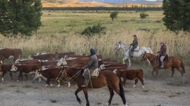 En marzo comienza la trashumancia y se extenderá durante abril hacia la invernada. Fotos Patricio Rodríguez.
