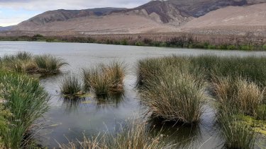 Un circuito sumamente sencillo e ideal para los amantes de las aves es la laguna El Aparato distante a 10 km de Buta Ranquil.