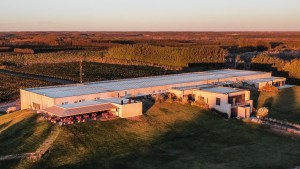 La vendimia se vive en la ruta del vino de la Patagonia: mirá por qué tenés que ir a las bodegas