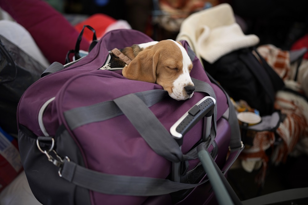Betti, el perro, duerme en una bolsa después de cruzar desde Ucrania en Medyka, Polonia, el miércoles 9 de marzo.(AP Photo/Daniel Cole)