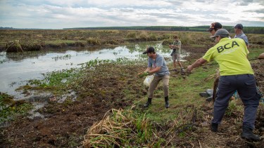 Continúan los rescates de animales silvestres en Corrientes