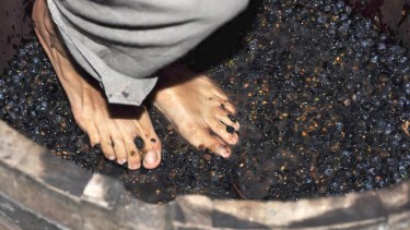 El abril la Fiesta del Vino Patero tendrá una nueva edición en Ingeniero Huergo. (Fotos Néstor Salas)