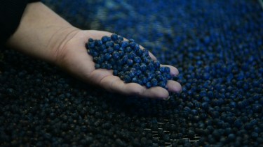 Juniperus communis, es el nombre científico del enebro que nace en toda la cordillera, desde Junín de los Andes a Trevelin. Foto: Chino Leiva