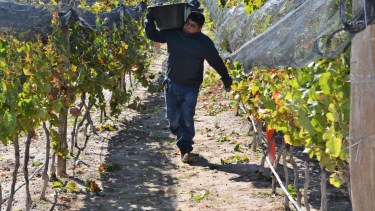 La producción se destina a una bodega de la provincia de Río Negro. El objetivo es que pronto la ciudad pueda elaborar su propio vino. Foto gentileza.
