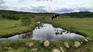 Mallines: ambientes claves para conservar el agua patagónica