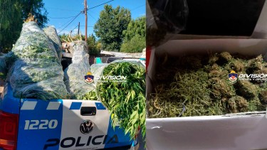 Las plantas tenían entre 2 y 4 metros de altura. Foto: Prensa de la Policía.