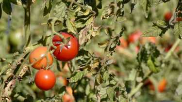 El proyecto Semillas Neuquinas busca fomentar la generación de espacios dedicados a la producción hortícola.