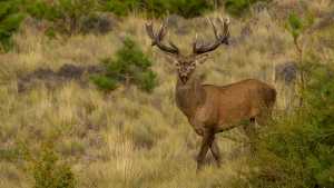 Proponen que la caza del ciervo colorado genere carne a valor social
