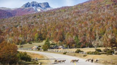 Otoño, ovejas de pobladores de la zona de falkner, regresan a sus corrales luego de una tarde de pastoreo otoñal en San Martín de los Andes. Fotos:  Patricio Rodriguez