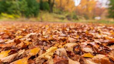 otoño, en el bosque, cuando ya las lluvias hacen su trabajo de "barrido", las hojas del roble pellin comienzan a agruparse en enormes alfombras naturales, para deleite de los paseantes en san martin de los andes, 2022, marzo, patricio rodriguez