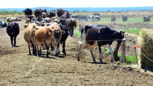 La UNRN tiene abierta la preinscripción para la Especialización en Producción Animal