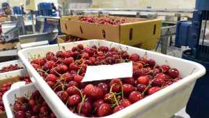 Creció 20% la exportación de cereza de Neuquén y generó U$S 6,3 millones