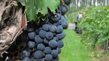 Fotos / Néstor Salas