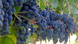 Fin de semana largo: fiesta de la Vendimia en Villa Regina y en El Chañar: mirá lo que podés hacer