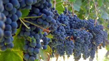 La vendimia, aunque este año fue particular, por factores climáticos que afectaron la producción, se celebra en Río Negro y Neuquén.