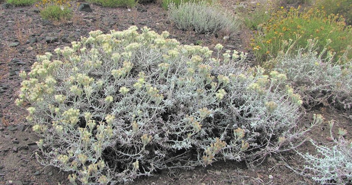 Plantas autóctonas: olivillo, charcao y la huella - Diario Río Negro