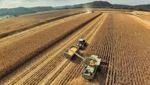 Estiman que crecerá 20% la exportación de soja y trigo