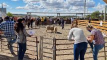 Imagen de Nueva edición de la Feria Integral de la Producción en Zapala