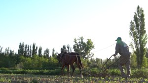 Se presentará en Roca un corredor que unirá a productores y consumidores de toda la provincia
