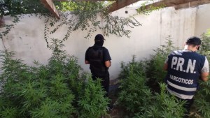 Secuestraron más de 50 plantas de marihuana en Allen