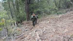 Guardaparques detectaron en Bariloche una tala ilegal con nativas preparadas para retirar