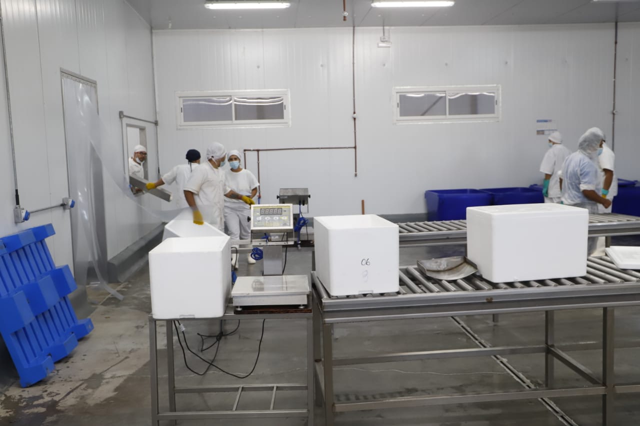 La planta de procesamiento de pescado en Piedra del Águila hará faena y fileteado. Foto: Gentileza
