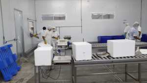 Inaugurarán hoy la planta de procesamiento de pescado de Piedra del Águila