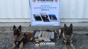 Cargaba mucha marihuana, quiso evadir un control en Zapala y tiró los paquetes antes de ser detenido