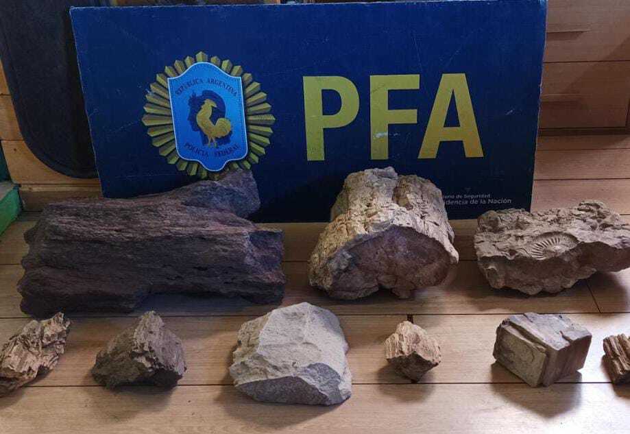 Las piezas tienen millones de años de antigüedad y el detenido enfrenta una causa por infracción a la ley de resguardo paleontológico. Foto: Gentileza