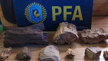 Las piezas tienen millones de años de antigüedad y el detenido enfrenta una causa por infracción a la ley de resguardo paleontológico. Foto: Gentileza