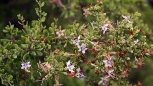 Plantas autóctonas: Yaoyín, el “Piquillín” espinoso