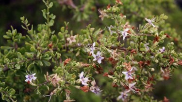 En su época de floración, el Yaoyín es un ejemplar maravilloso y con muchos colores. (Foto: Instituto Darwin)