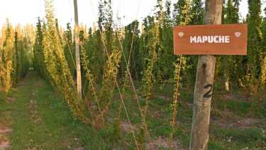 Quilmes extenderá su producción de lúpulo en Fernández Oro. Foto: Flor Salto