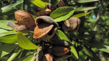 El cultivo de almendro es apto para nuestra región, y la superficie plantada aumenta año a año, partiendo desde las chacras y también gracias al riego de los suelos.