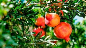 Pueden bajar las máximas hoy: mirá el pronóstico de este miércoles para Río Negro y Neuquén
