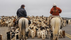 Viaje al corazón de los arrieros del norte neuquino y su vida de libertad y autonomía