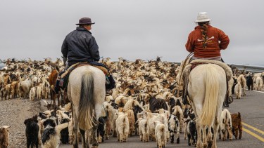 Norte neuquino: viaje a la tierra de los arrieros y su vida de libertad y autonomía