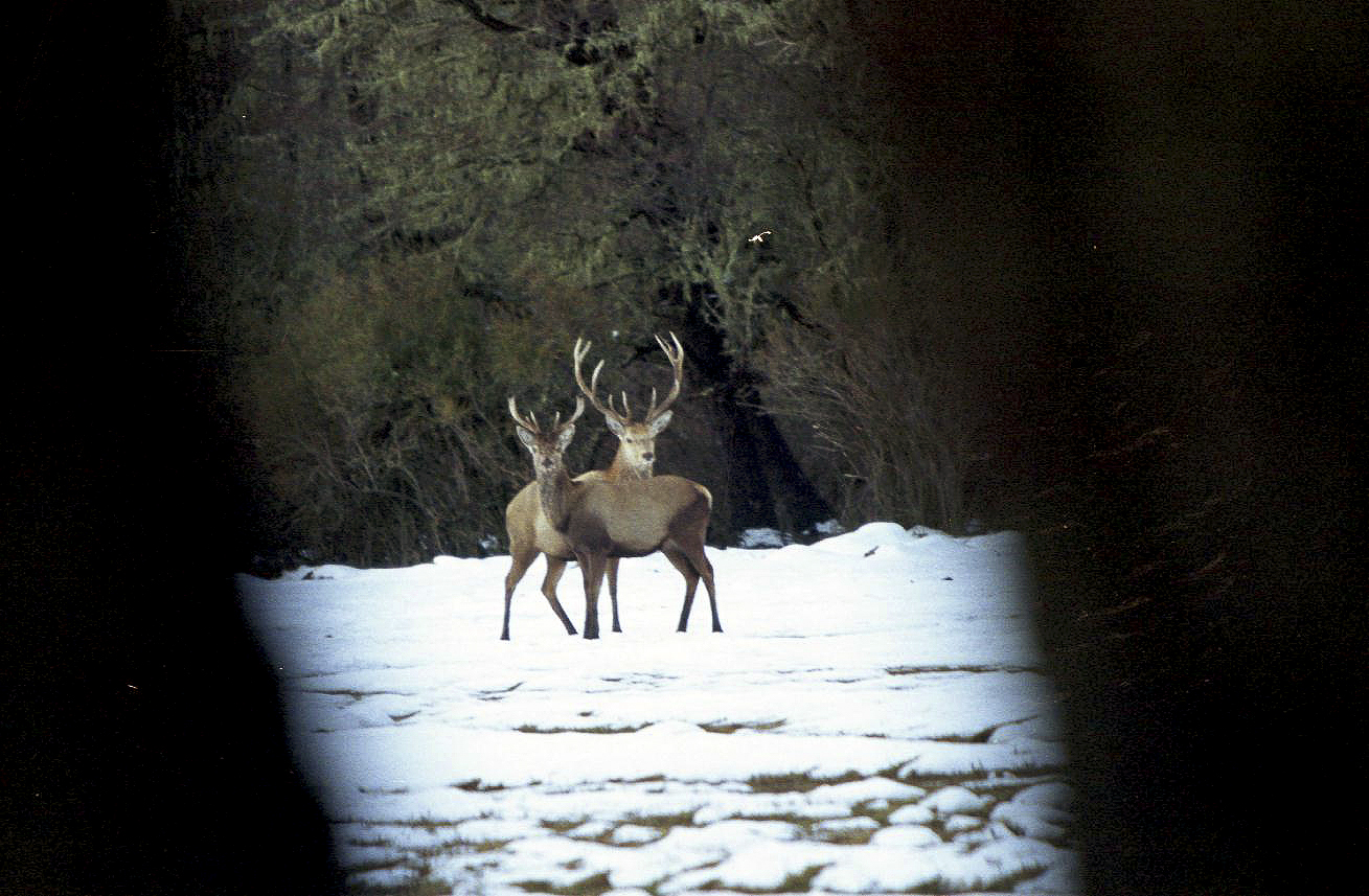 La temporada de caza de ciervos colorados arranca en marzo (Foto: Archivo)